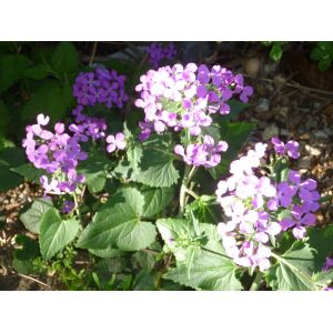Graines De Monnaie Du Pape (Lunaria Annua) - Occasion