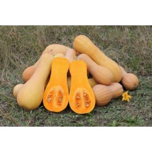 5 Graines De Courge Butternut Bio - Occasion