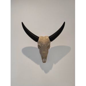 Crâne de buffle - Occasion