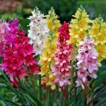 20 bulbes de Ixia en mélange | Circonférence 5/+ cm | Bulbes provenant des meilleurs producteurs néerlandais | Sélection exclusive et contrôle qualité | Floraison garantie. (VIRIDIMANIA, neuf)