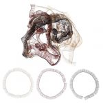 JEWEDECO 15pi&egrave;ces Lot De Cils D&eacute;coratifs Artificiels Pour Poup&eacute;es Accessoires De Loisirs Cr&eacute;atifs Avec Bandes De Cils Diy (Durgant, neuf)