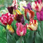 8 bulbes de Tulipes Perroquet en mélange | Circonférence 12/+ cm | Bulbes provenant des meilleurs producteurs néerlandais | Sélection exclusive et contrôle qualité | Floraison garantie. (VIRIDIMANIA, neuf)