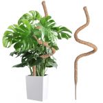 Wigearss Tuteur Plante Intérieur, Tuteur Grimpant en Coco de 160 cm, Support Pliable en Coco de 7 mm de Largeur pour Plantes Grimpantes, Support pour Jardin Domestique, Plante Monstera (InniSpec, neuf)