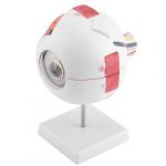 Dioche Modèle d'agrandissement 6x Modèle de Globe Oculaire pour l'enseignement de l'étude d'anatomie avec des Pièces Amovibles et une Structure Détaillée à des Fins éducatives (Vertigo eu, neuf)