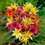 15 bulbes de Tulipes specie en mélange | Circonférence 5/+ cm | Bulbes provenant des meilleurs producteurs néerlandais | Sélection exclusive et contrôle qualité | Floraison garantie. (VIRIDIMANIA, neuf)