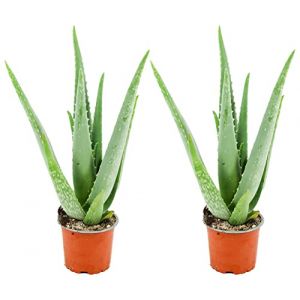 ZynesFlora Plante d'aloe vera v&eacute;ritable en pot de fleurs &Oslash; 10,5 cm - 2 pi&egrave;ces - Hauteur : 35-40 cm - plante m&eacute;dicinale succulente (Green boutiQ, neuf)