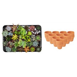 ZynesFlora Succulentes Naturelles en pot de fleurs terre cuite &Oslash; 8.1 cm - Lot de 30 - Hauteur: 5-10 cm - M&eacute;lange de Succulentes Petite Vari&eacute;t&eacute;s Diverses Plantes Grasses d'Int&eacute;rieur (Green boutiQ, neuf)