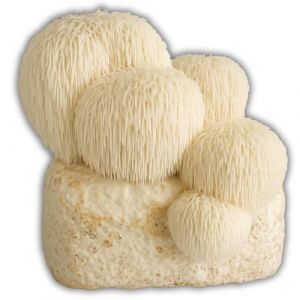 Hawlik Pilzbrut Kit de culture de champignons pour Lion's Mane/Hericium erinaceus - Culture de champignons bio pour une culture facile &agrave; la maison - Kit de culture de champignons &agrave; &eacute;pines de h&eacute;risson (Pilzbrut, neuf)