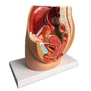 YYSDH Bassin féminin modèle Anatomique, la médiane sagittale prostatite Gynécologique - PVC Scientifique Anatomical modèle Humain pour l'éducation médicale Aide à la Formation (YangYang happy, neuf)