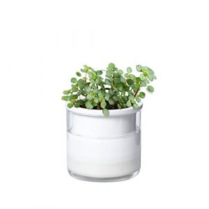 Phoenix Vine 51-B-E-1 Pot de Fleurs en Terre Cuite &agrave; arrosage Automatique pour Plantes Blanc 10,2 cm (CORY STORE, neuf)