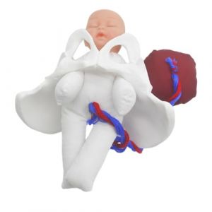 BESTYASH Mod&egrave;le De Bassin F&eacute;minin Simulateur Accouchement Mod&egrave;le P&eacute;dagogique R&eacute;aliste &Eacute;ducation Sage-femme D&eacute;monstration (Feast of Yan, neuf)