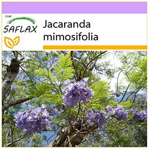 SAFLAX - Flamboyant bleu - 50 graines - Jacaranda mimosifolia (SAFLAX, neuf)