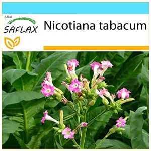 SAFLAX - Kit cadeau - Tabac - 250 graines - Nicotiana tabacum (SAFLAX, neuf)