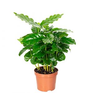 Caféier d'Arabie - plante d'intérieur facile d'entretien, Coffea Arabica - hauteur env. 15-20 cm, pot-Ø 9 cm (Flowerbox France, neuf)