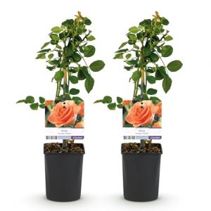 GreenboutiQ - Rosier grimpant - Rosa Orange Climber - Fleur Orange - Peu d'entretien - 2 plantes - Pot 11cm Hauteur 40cm (Green boutiQ, neuf)