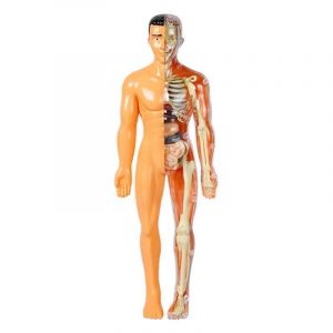 SUQ Science Peut Mod&egrave;le de Corps Humain pour Les Enfants, Mod&egrave;le d'Anatomie du Torse Humain, Kit Amovible de Science du Corps Humain pour Les Enfants Gar&ccedil;ons Filles &acirc;ge 6+, Squelette (SUQ, neuf)