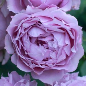 Plante des Rose Violet (1 plante parfumée), grandes vivaces rustiques, plantes de Hollande pour le jardin et le pot (pas de graines, bulbes et non artificielles) (DUTCH-BULBS-COM EXCLUSIVE PLANTS FROM HOLLAND, neuf)