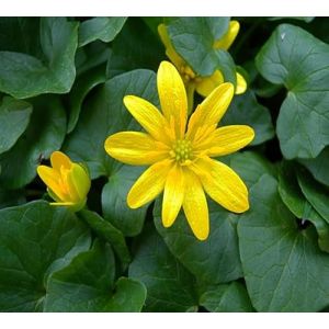 25 graines de fleurs de chélidoine (MAGIC FLOWER, neuf)