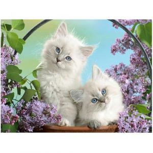 DCIDBEI Square diamant painting pierres carr&eacute;es carre chats animals 50x40cm 5D DIY diamant painting bilder grands enfants peinture par num&eacute;ros broderie diamant animaux bricolage adultes d&eacute;cor murale (BEIMIN, neuf)