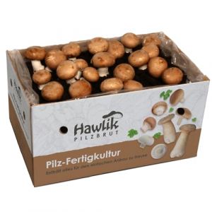 Hawlik Pilzbrut - Petite culture de champignons de Paris brun à cultiver - sans connaissances préalables - Kit champignons à faire pousser à la maison - Kit Champignon de Paris - Prêt à pousser (Pilzbrut, neuf)