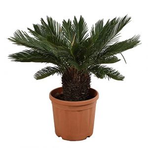 KENTIS - Cycas Revoluta - Palmier nain - Plantes d'Extérieur et d'Intérieur - Plantes Vraies Naturelles - H 100-125 cm Pot Ø 30 cm (Kentis, neuf)