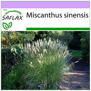 SAFLAX - Roseau de Chine - 200 graines - Miscanthus sinensis (SAFLAX, neuf)