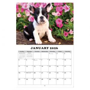 Calendrier mural pour chien - Calendrier mural de 13 mois pour la maison - Jan 2026 - Jan 2027 pour les amoureux des animaux - Pour la maison, le bureau, l'&eacute;cole, la chambre d'enfant (geshengtai, neuf)