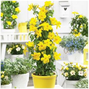 100 Graines de Mandevilla Sanderi | Plante Grimpante Vivace pour Balcon & Jardin | Plante en Pot & Clôture Végétale | Graines à Germination Rapide (Jaune) (dinosmal, neuf)