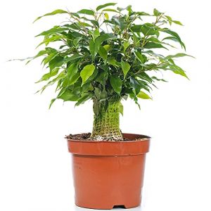 Ficus benjamina Vert Kinky Figuier Pleureur Plante de Maison d'int&eacute;rieur en Pot 14 cm (Gardener's Dream Ltd, neuf)