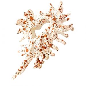 Pince &agrave; cheveux en coquillage | Pince &agrave; cheveux antid&eacute;rapante, antid&eacute;rapante, d&eacute;corative, coquillage d&eacute;coratif pour femme, mariage, quotidien, sport (shainm, neuf)