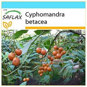 SAFLAX - Kit cadeau - Arbre &agrave; tomates - 50 graines - Cyphomandra betacea (SAFLAX, neuf)