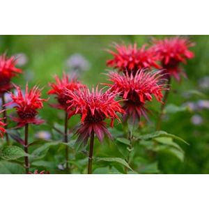 Monarda didyma Mix, Th&eacute; d'Oswego &ndash; Bergamote - M&eacute;lisse d'or 50, plante vivace (AMB Trading, neuf)