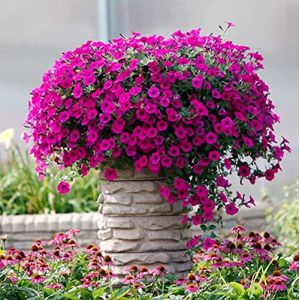 FStening 100 Pièces Pétunia Graines Vivaces Rose Fleurs Remorquantes Pour Terrasse Extérieure Jardin Plantation Floraison Toute Saison Décoration De Jardinage Attirer Les Papillons Abeilles (Planète Graines, neuf)