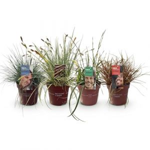 GreenboutiQ - Graminées Ornementales - 4 Plantes - Bleu - Jaune - Vert - Rouge - Persistant - Peu d'Entretien - Pot 17cm Hauteur 50cm (Green boutiQ, neuf)