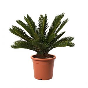 KENTIS - Cycas Revoluta avec Décoration de Vase en Jute - Palmier nain - Plantes d'Extérieur et d'Intérieur - Plantes Vraies Naturelles - H 60-80 cm Pot Ø 24 cm avec Jute (Kentis, neuf)