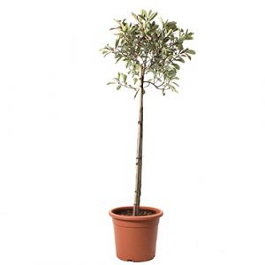 KENTIS - Photinia &times; Fraseri 'Pink Marble' - Plante de Photinia - Vraies Plantes d'Ext&eacute;rieur R&eacute;sistantes - Plante de Haie - H 125-150 cm Pot &Oslash; 28 cm (Kentis, neuf)