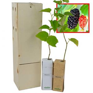 Mûrier Noir (Morus Nigra) – Arbre Rustique et Élégant à Fruits - Jeune Pousse Reçue dans une Caisse en Bois Réutilisable – 2 Unités (FINCA CASAREJO, neuf)