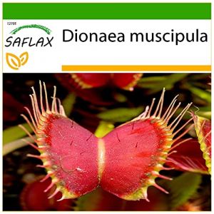 SAFLAX - Dionée attrape-mouche - 10 graines - Avec substrat - Dionaea muscipula (SAFLAX, neuf)