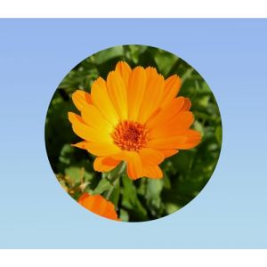 35 Graines de Souci des Champs (Calendula arvensis) - Plante Compagne Facile - Fleur Comestible et Mellif&egrave;re, Orange Vif (Plan&egrave;te Graines, neuf)