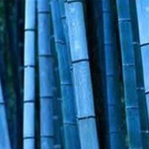 100Pcs Graine de Bambou Plante Exterieur, Graines De Bambou Tolérantes à L'ombre Décor à La Maison Rare Phyllostachys Pubescens Semis De Jardin Pour Arrière-cours Graines de bambou (Bleu) (Austinstore, neuf)