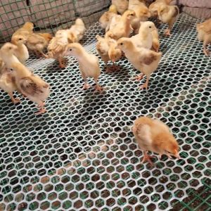 Grillage Plastique Blanc, Rouleau de Grillage en Plastique pour Clôture de Volaille, Petite Maille, Filet de Protection Multi-Usages pour Gouttiere, Balcons, Terrasses et Clôtures ( Color : 0.8cm , Ta (Koncey SHOP, neuf)