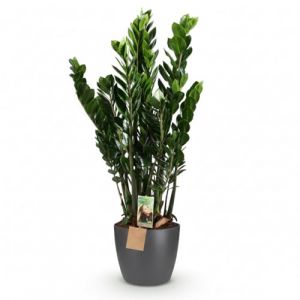 Green boutiQ - Plante d'int&eacute;rieur - Plante ZZ - Zamioculcas Zamiifolia - Vert - Peu d'entretien - 1 Plante - avec Potter Gris - Pot 21cm - Hauteur 80-90cm (Green boutiQ, neuf)