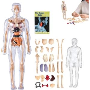 Mod&egrave;le de structure du corps humain clair, kit d'anatomie 3D de 29 pi&egrave;ces, mod&egrave;le d'organe de torse humain assembl&eacute;, mod&egrave;le d'assemblage d'os d'organes amovibles, pour anatomie (钟祥市浩奇荣百货店, neuf)