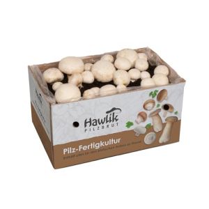 Hawlik Pilzbrut - Grand kit de culture de champignons blancs – Champignons à faire pousser soi-même – récolter des champignons frais - Kit Champignon de Paris (Pilzbrut, neuf)