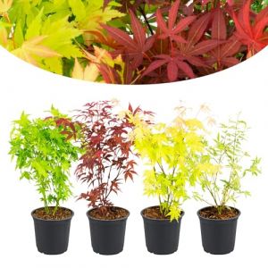 Happy Plants Acer palmatum Lot de 4 érables éventails I 30 cm x φ10,5 cm, érable japonais, 1 rouge, 1 jaune, 1 vert Mélange de plantes résistantes à l'hiver toute l'année, frais de notre pépinière (PlantatHome, neuf)