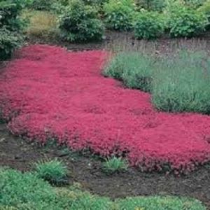 Graines de fleurs rampantes Graines de thym ou de graines bleu arabette - décoration de jardin vivace Couvre-sol fleur 40pcs AA (✅Abrakado✅, neuf)