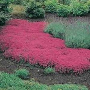 Graines de fleurs rampantes Graines de thym ou de graines bleu arabette - décoration de jardin vivace Couvre-sol fleur 40pcs AA (WEB 62, neuf)