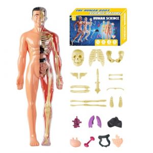 Hozaenwa Mod&egrave;le du Corps Humain 3D | Mod&egrave;le de Squelette Humain Jouet &Eacute;ducatif | Kit Assemblage Anatomique pour Enseignants &Eacute;l&egrave;ves Gar&ccedil;ons &Eacute;cole (piganwa, neuf)