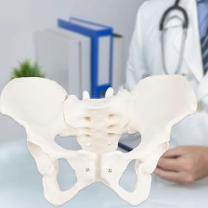 Modèle de bassin féminin grandeur nature, démonstration avec mouvement, modèle d'anatomie féminine flexible, modèle anatomique pelvien pour l'éducation scientifique, sage-femme en obstétrique, (Duangdangdu, neuf)
