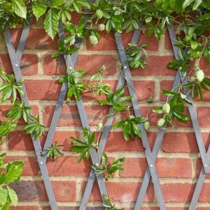 Garden Mile Treillis en bois gris robuste pour plantes grimpantes, panneau de support pour fleurs, décoration de jardin, treillage mural, panneaux de clôture, 180 x 90 cm (Garden_Mile, neuf)